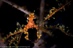 "Flower Hands" 
A close up of a Neck Crab. by Dusty Norman 